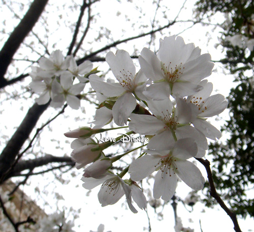 桜、２