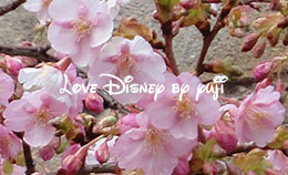 シーの桜開花！