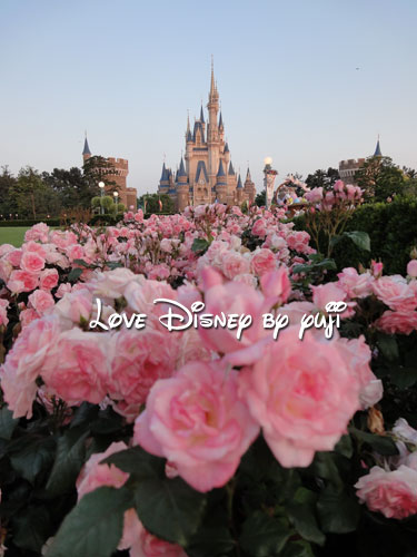 バラに囲まれたシンデレラ城 Love Disney