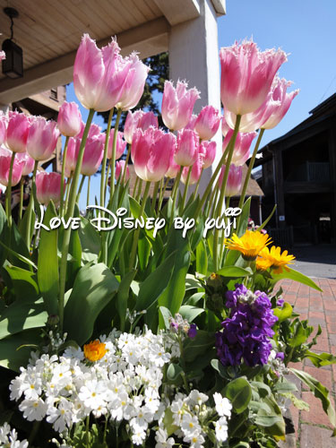 東京ディズニーシー・花、２