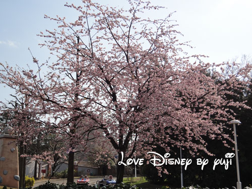 東京ディズニーランド・桜、４