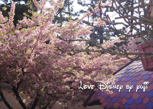 東京ディズニーランド・桜、３