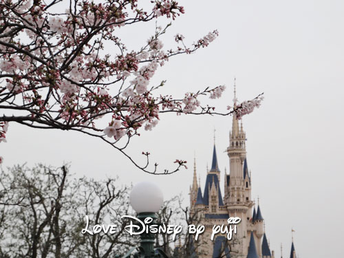 東京ディズニーランド・桜、５