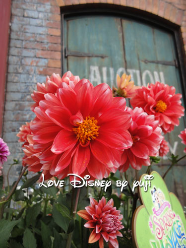 東京ディズニーシー・花、１