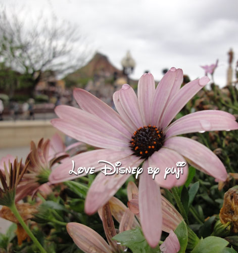 東京ディズニーシー・花、４