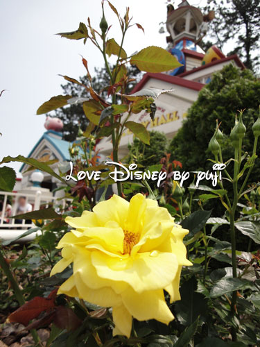 東京ディズニーランド・花、１