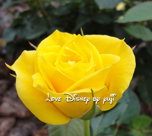 東京ディズニーランド・花、２