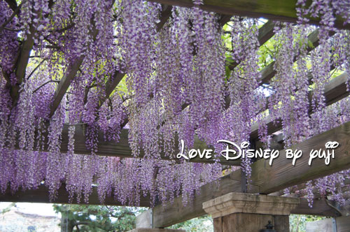 東京ディズニーシー・花、６