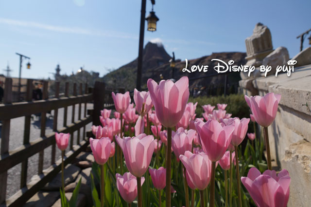 東京ディズニーシーの花壇、冬のチューリップ