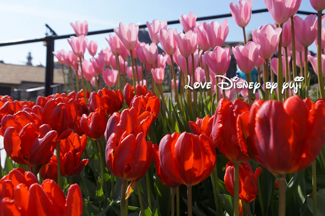 東京ディズニーシーの花壇、ザンビーニ･ブラザーズ･リストランテの横のチューリップ