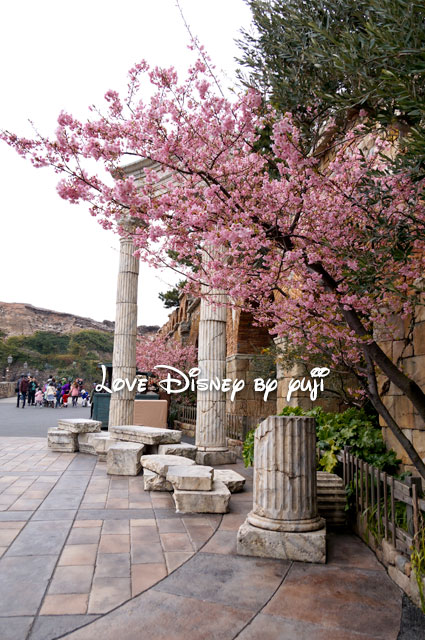 ザンビーニ･ブラザーズ･リストランテ横の桜