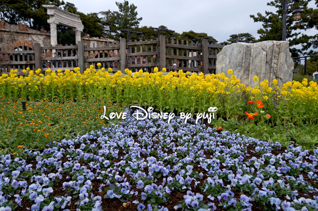 ザンビーニ・ブラザーズ・リストランテ横の花壇のパンジーと菜の花