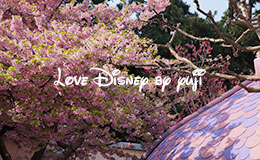 桜の開花状況！東京ディズニーランド・トゥーンタウン編