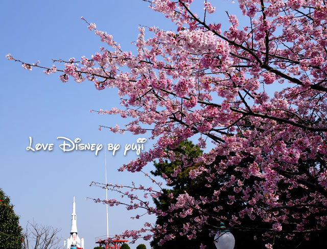 スタージェットと桜