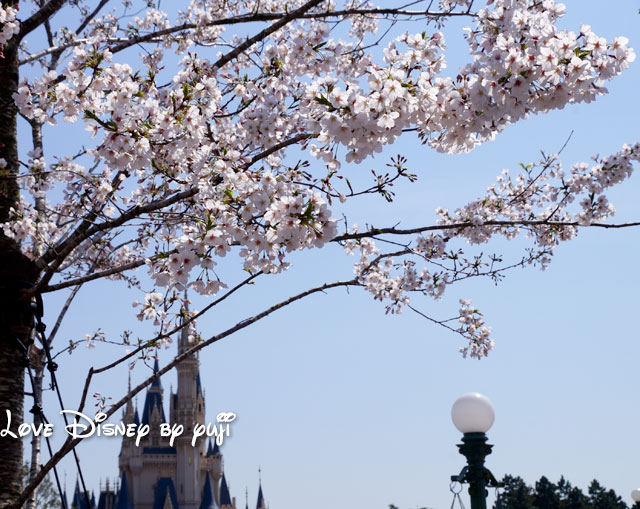 桜とシンデレラ城
