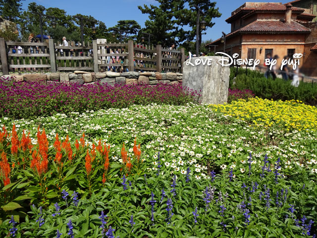 ザンビーニ・ブラザーズ・リストランテ横の花壇（その4）