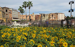 TDS夏の風景「ザンビーニ・ブラザーズ・リストランテ横のひまわり」紹介！