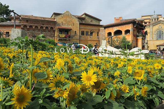 TDS夏の風景「ザンビーニ・ブラザーズ・リストランテ横の花壇」ひまわり