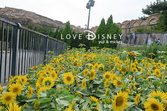 TDS夏の風景「ザンビーニ・ブラザーズ・リストランテ横の花壇」