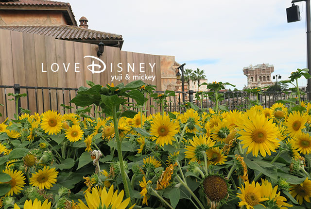 TDS夏の風景「ザンビーニ・ブラザーズ・リストランテ横の花壇」