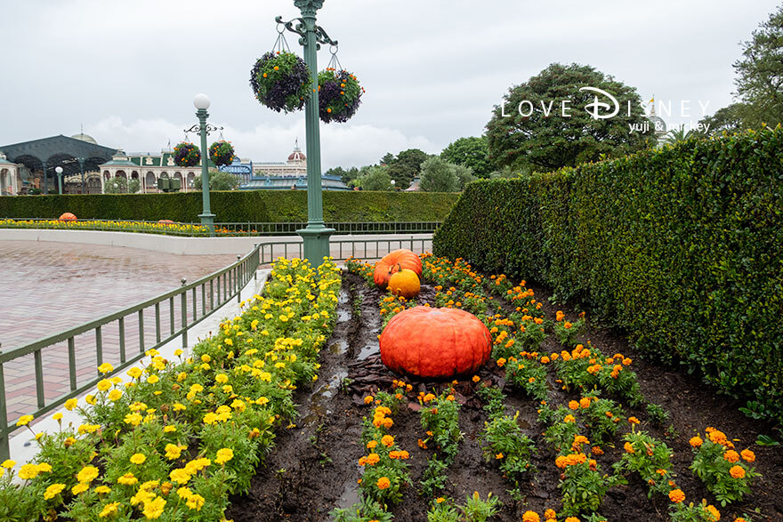 ディズニー・ハロウィーン2026 TDL デコレーション プラザ内にある植栽（その1）