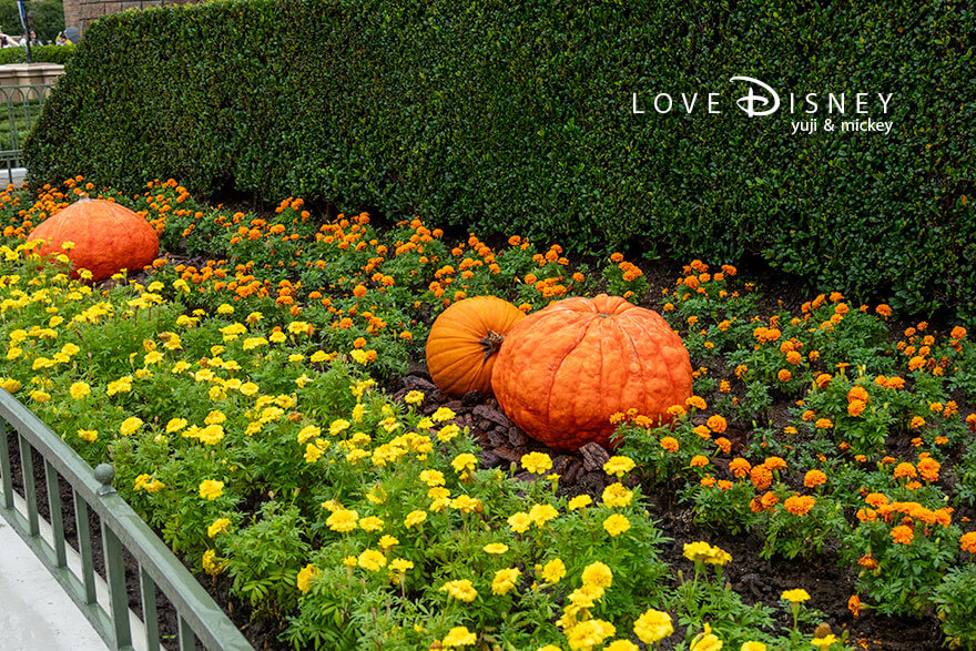ディズニー・ハロウィーン2026 TDL デコレーション プラザ内にある植栽（その2）