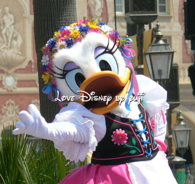 デイジー画像！プリマヴェーラ