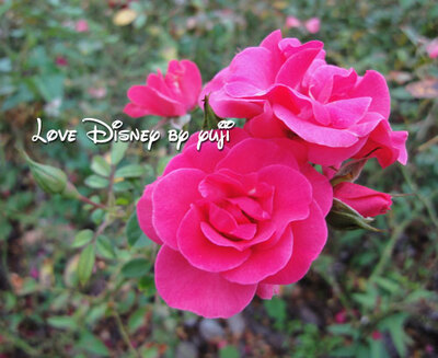 TDRでオススメな食事！イクスピアリ