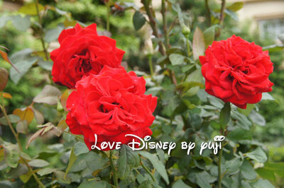 東京ディズニーランドホテル・バラに囲まれた場所