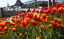 東京ディズニーシーのチューリップ満開！