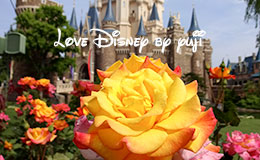 シンデレラ城を彩るディズニーランドローズなど公開！東京ディズニーランド
